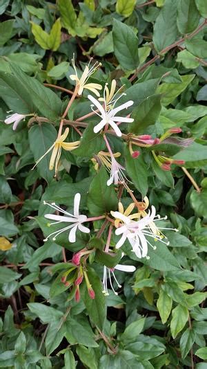 Lonicera Japonica Purpurea Honeysuckle Purple From Mortellaros