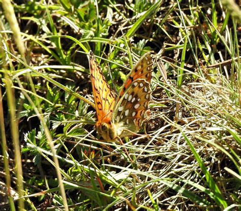 Photo Dark Green Fritillary Speyeria Aglaja Observation Org