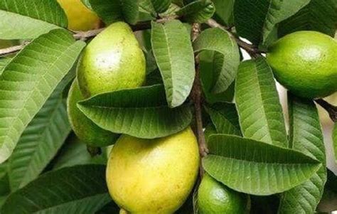 12 Manfaat Daun Jambu Biji Bisa Digunakan Untuk Perawatan Wajah Dan Rambut