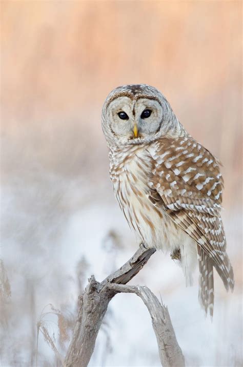 Northern Barred Owl Owl Barred Owl Owl Photography