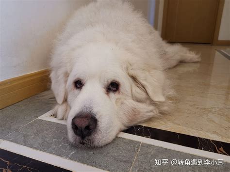 养一只大白熊犬是怎样一种体验？ 知乎