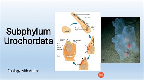 Phylum Chordata Subphylum Urochordata Youtube