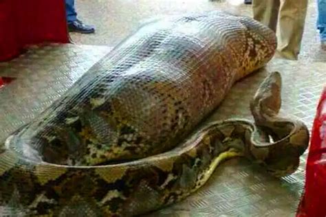 Questi Operai Hanno Trovato Un Serpente Gigante Non Crederai Mai A