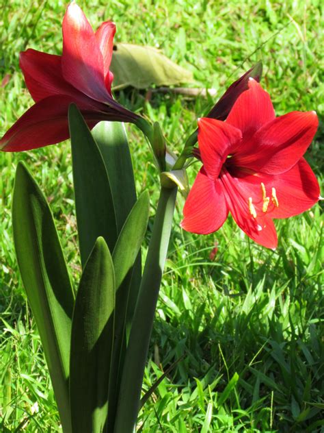 Red Lily Flower