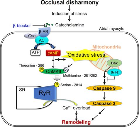 Schematic illustration of the proposed role of β AR signaling in