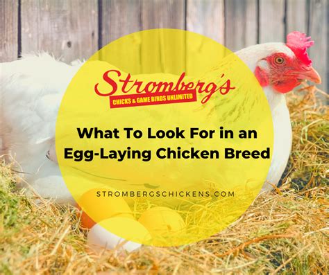 What To Look For In An Egg Laying Chicken Breed Strombergs