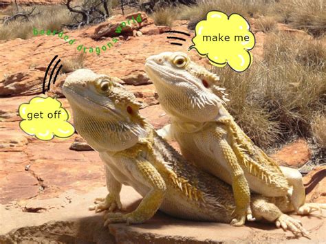 Can Bearded Dragons Live Together Friends Vs Risks Success