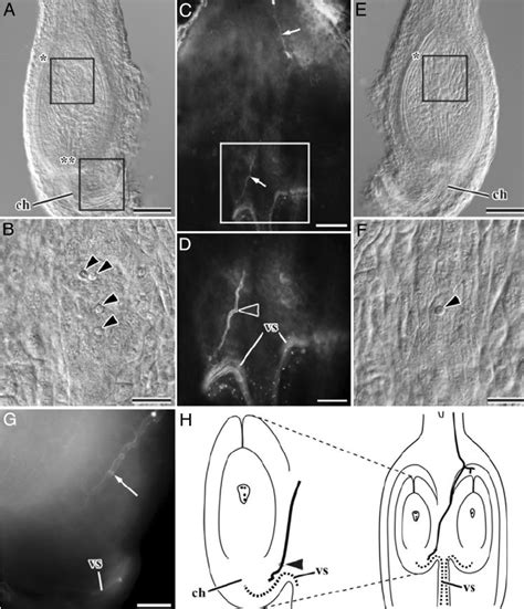 Pollen Tube Growth And Development Of Ovule And Embryo Sac In Older