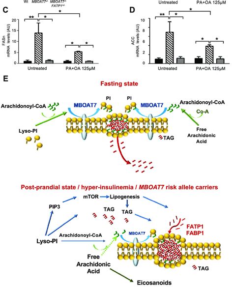 Fat accumulation in MBOAT7 À À hepatocytes requires FATP1 Download