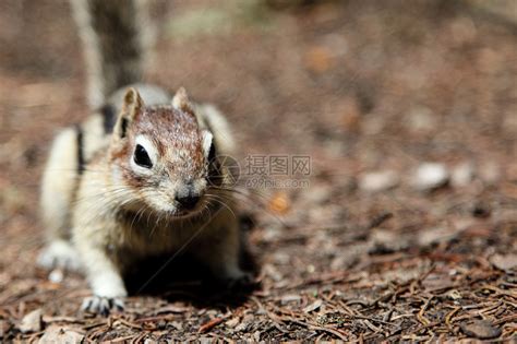 Chipmunktamiasstriatus