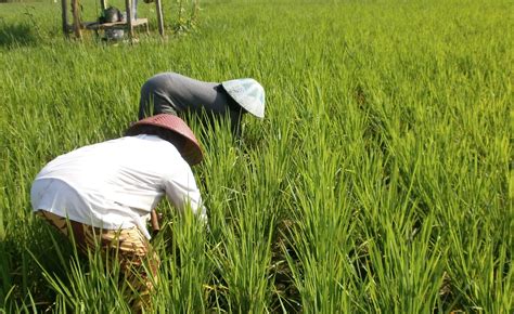 Budidaya Padi Sawah Dunia Tani