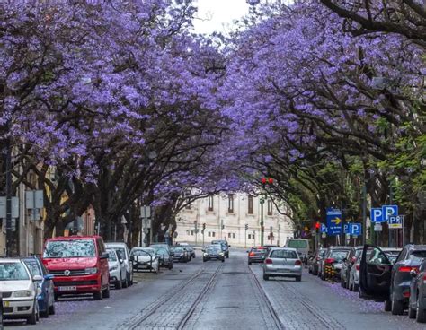 Santos Neighborhood - Hermitage Castelo