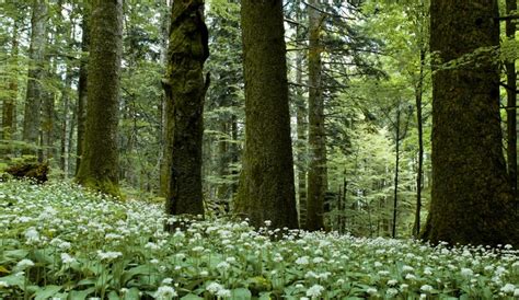 ROMAGNA Il Parco Delle Foreste Casentinesi Celebre I Suoi Primi 30