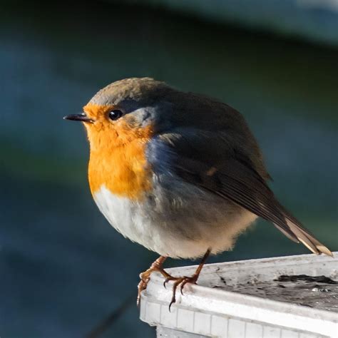 Please enjoy this round bird taken by my dad : r/Eyebleach