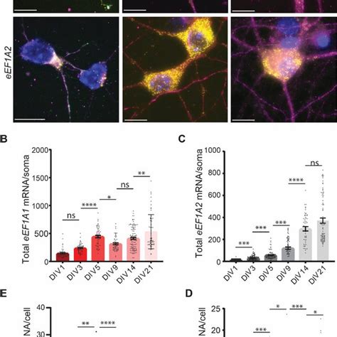 Eef A And Eef A Mrna Localization In The Dendrites Through