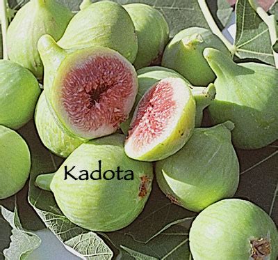 Fruit Fig Kadota | Urban Tree Farm Nursery