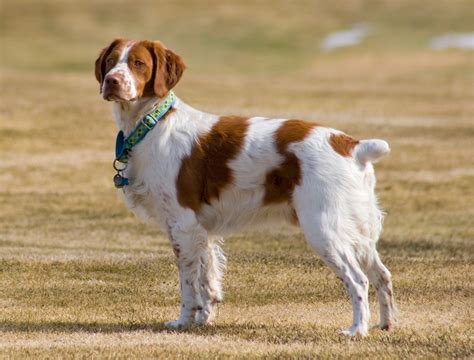 Kostenlose Foto Eckzahn Sportlich Jagdhund Wirbeltier Inl Ndisch