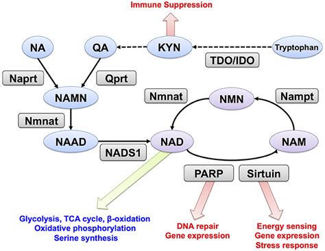 Nad Metabolism Pathophysiologic Mechanisms And Off