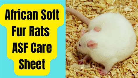 African Soft Fur Rats Care Sheet Do They Make Good Pets Basic Rodents