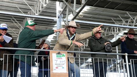 Mortlake Store Cattle Sale Mixed Interest For Large Yarding The