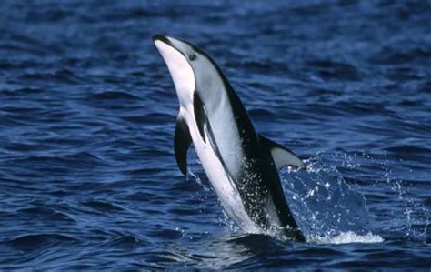 Pacific White-Sided Dolphin – Northwest Wildlife Preservation Society