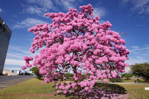 100 Sementes De Ype Ipe Roxo Agrotecwb Sementes Magazine Luiza