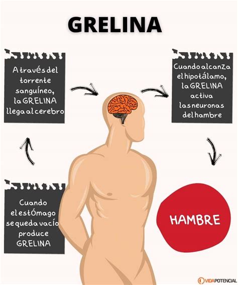 Papel de la grelina y la leptina en la pérdida de peso todo lo que