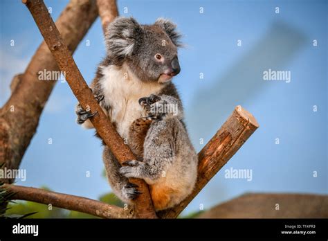 A Southern Koala At The New Koala Creek Enclosure In Longleat Safari