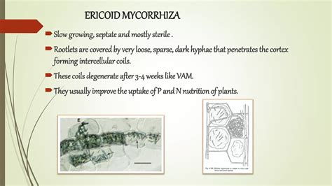 mycorrhiza types, distribution and significance. | PPT