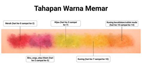 Arti Warna Memar Merah, Hijau, Kuning, Biru, Hingga Coklat • Deherba.com