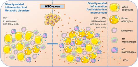 Frontiers Exosomes From Adipose Derived Stem Cells The Emerging