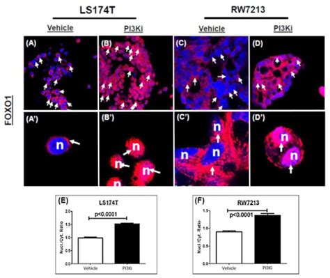 Ijms Free Full Text Pictilisib Induced Resistance Is Mediated