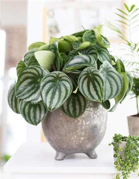 Peperomia Argyreia Plant World London