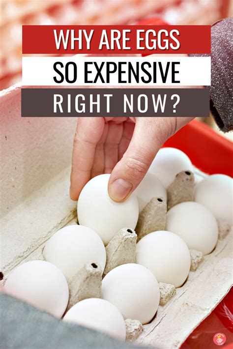 Why Are Egg Prices So High Uk Rona Vonnie