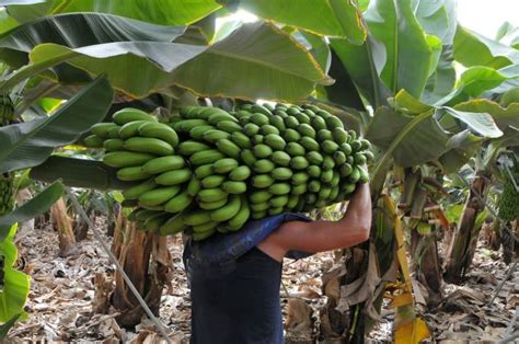 Diccionario Para Entender El Cultivo Del Pl Tano De Canarias Gu A