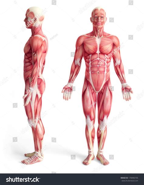 Male Anatomy Muscular System Front Side Stock Illustration 178496735 ...