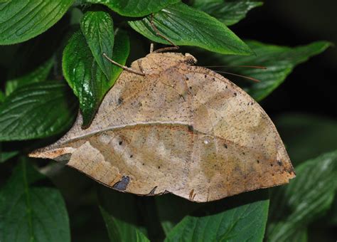 The Dead Leaf Butterfly: Creatures of Camouflage | OddFeed