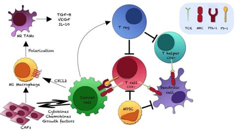 Interaction Of Prostate Cancer Cells With Other Cell Types Of The Tumor Download Scientific