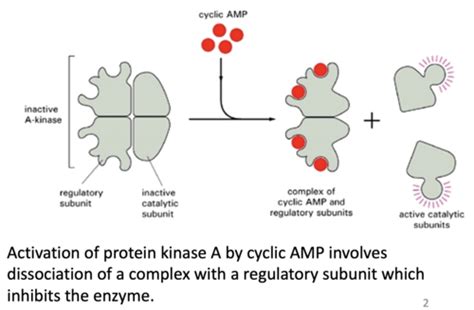 Molecules and cells - Protein structure - Quaternary protein structure ...