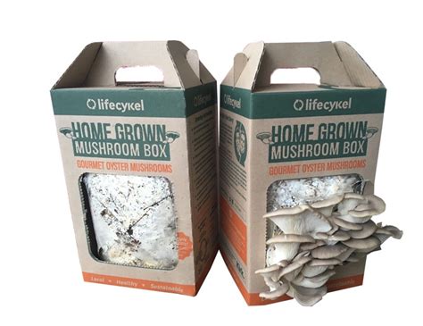 Mushroom Kit Boxes