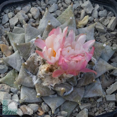 Ariocarpus Retusus Sb Esemplare Cod In Vendita Vivaio