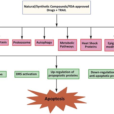 Potential Targets For Sensitization Of Cancer Cells To Trail Induced