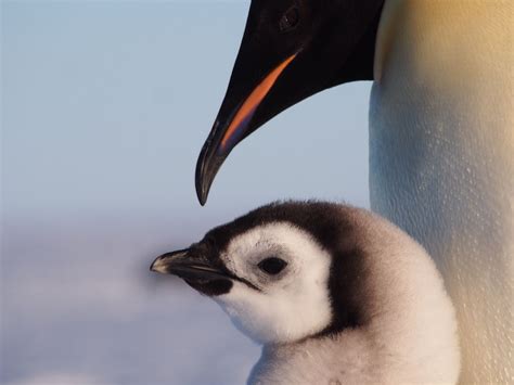 Colonies Of Emperor Penguins Suffer From Melting Glaciers In Antarctica