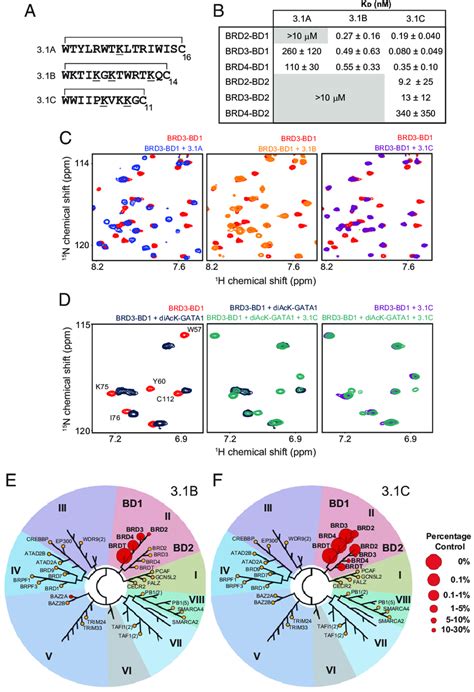 Rapid Selection Yields Cyclic Peptides With High Affinity And