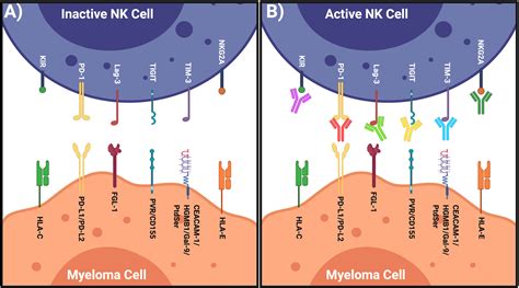 Frontiers Targeting Nk Cell Inhibitory Receptors For Precision