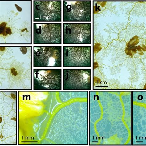 Simplified Principles Of Plasmodial Physarum Polycephalum Growth A