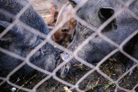 Vietnamese Pigs Behind A Mesh Fence On A Farm Stock Image Image Of