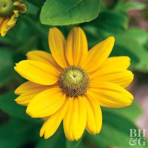 Long Blooming Perennials To Fill Your Garden With Color Artofit