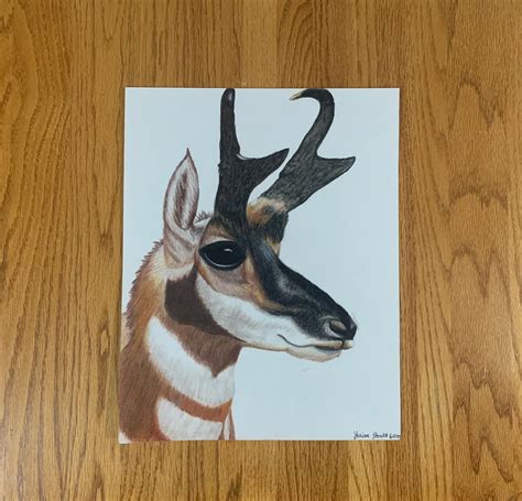 Pronghorn Antelope Drawing