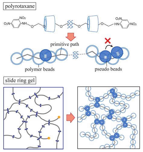 Molecular Simulation And Theoretical Analysis Of Slide Ring Gels Under